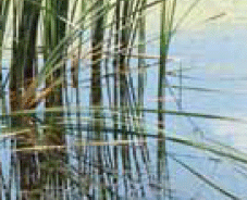 wild grass growing in water
