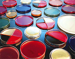 Prepared-agar-plate