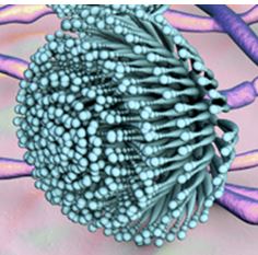 Testing methods for microorganisms like aspergillus
