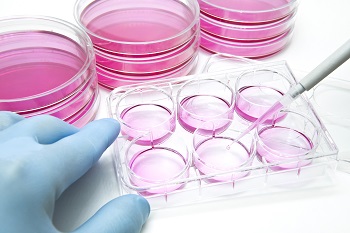 adherent cell culture plate