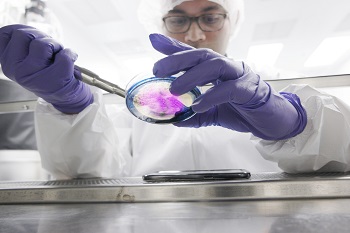 cell seeding